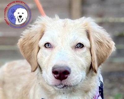 ** Tune in to our Facebook page (Great Pyrenees Rescue Society - GPRS) every Sunday at 3pm CT to see our dogs LIVE! You can also find previous episodes on our YouTube channel (@gprspyrs). If you would like a specific dog to be featured on our show, please email us at info@greatpyreneesrescuesociety.org. ** Meet Tiffany, a strawberry-blonde sweetheart who has perfected the art of snuggling and b...