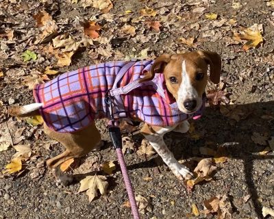 Hi, I'm Noodle! I'm a happy, playful girl with a heart full of love - and I can't wait to find my forever family! Everyone I meet says I have the best temperament. I get along great with people and other dogs, and I'm told I bring a smile wherever I go. (I haven't met cats yet, but I might be okay with them - my foster says we'll see! Just no tiny pocket pets for me, please.) Some of my favorit...