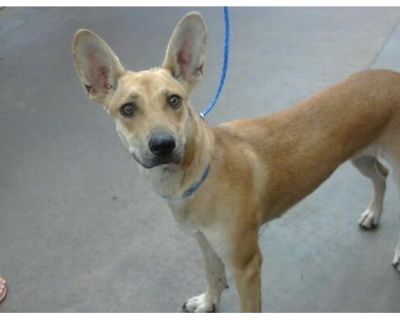 EVEE - Mixed Breed (Medium) Female Dog for Adoption