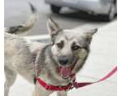 Adopt Freya a German Shepherd Dog, Husky