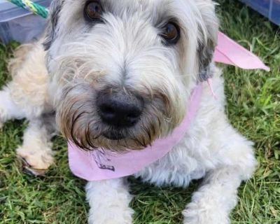 Keely - Wheaten Terrier Female Dog for Adoption