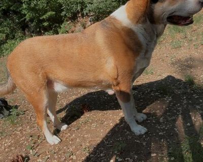 Free, just want him in a good home. Great Pyrenees border collie mix. Great dog, l