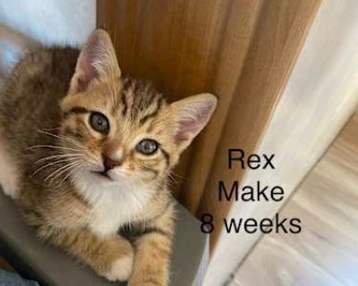 Rex - Domestic Shorthair Male Cat for Adoption