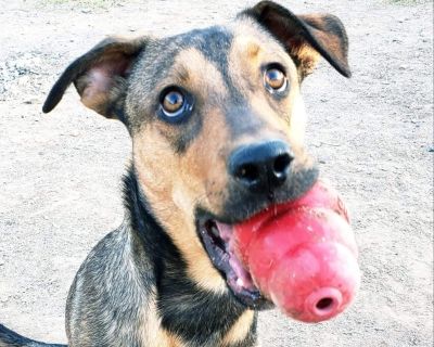 Meeka - German Shepherd Dog Mix Female Dog for Adoption