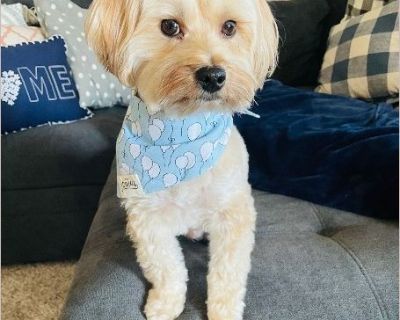 Murphy - Male Adult Maltese / Yorkie for Adoption