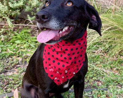 LACEY - GORGEOUS GIRL! - Labrador Retriever Mix Female Dog for Adoption