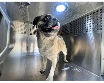 ARMANI - Pug Male Dog for Adoption