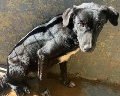 Young. Black. Adoption process We are open to the public to visit available animals at our adoption locations. Visit us daily for same-day adoption or meet our dogs and cats. Click the 'adoption inquiry' button in an animal's profile or email [email protected] with the name you re interested in for the next steps on setting up your meet & greet. If you need help finding the right match email [e...