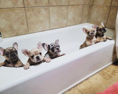 French Bulldog Puppies