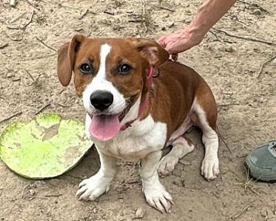 Elvis - Basset Hound/Beagle Mix Male Dog for Adoption