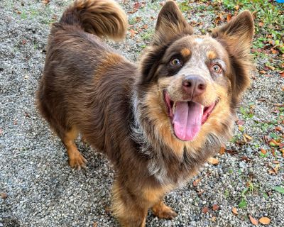 Luca - Australian Cattle Dog / Blue Heeler & Australian Shepherd Mix Male Dog for Adoption