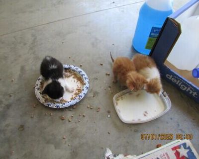 FREE KITTENS THEY EAT GOOD LITTER BOX TRAINED.