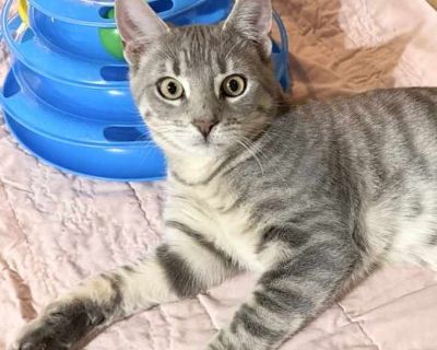 Child. Gray, blue or silver tabby. Hair: short. Microchipped. Baloo is a gorgeous silver tabby male. His estimated date of birth is 5/1/2025. He was tossed out by his owner because he had fleas and left to fend for himself in the cold. We immediately agreed to take him into our rescue and now he s flea free & warm! He s the sweetest, chatty & playful little fella. He would love to have a family...