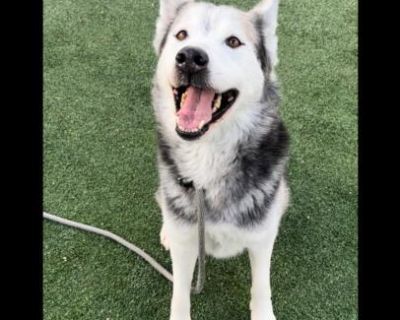 MOOMOO - Siberian Husky Male Dog for Adoption