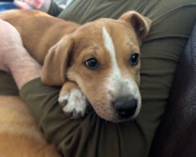 Elizabeth Taylor - Labrador Retriever Mix Female Puppy for Adoption