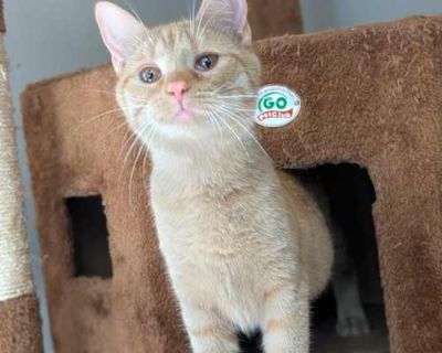 Mango - Domestic Shorthair Female Cat for Adoption
