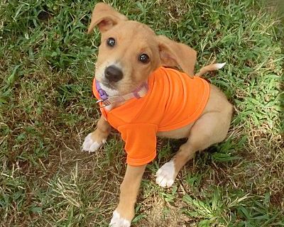 Jane - Jack Russell Terrier/Beagle Mix Female Puppy for Adoption