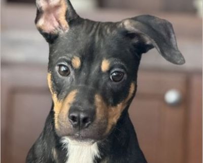 Meet Elon! Elon is a sweet 1.5 year old Chihuahua/Jack Russell mix weighing about 18 lbs. This boy came from a severe hoarding situation, so the world is still a bit overwhelming for him. He's learning what it means to be safe, loved, and part of a family - and he needs someone willing to take that journey with him. Elon is very food motivated and that has been a huge help in building trust and...