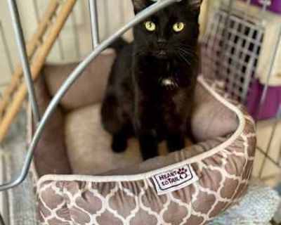 Dottie - American Shorthair Female Cat for Adoption