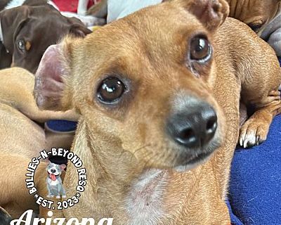 Arizona - Chihuahua/Dachshund Mix Female Dog for Adoption