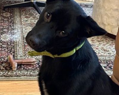 Coal - Cattle Dog/Australian Kelpie Mix Male Dog for Adoption