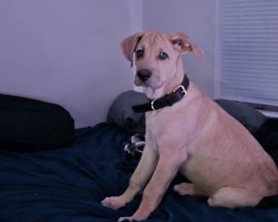 Bruno - Coonhound (Unknown Type)/German Shepherd Dog Mix Male Puppy for Adoption