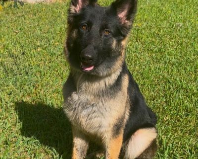 FELISHA GS - German Shepherd Dog Female Dog for Adoption