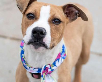 Zion - American Pit Bull Terrier Female Puppy for Adoption