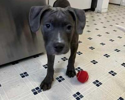 Rex - Pit Bull Terrier Male Puppy for Adoption