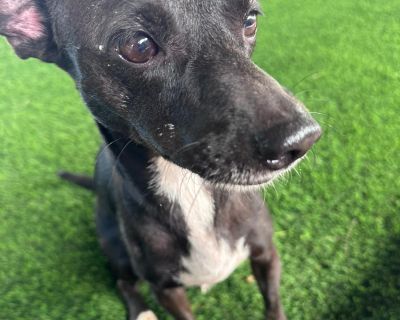 Meet TILDA! Sweet, Shy, and So Ready for Love Hi, I m Tilda a 5 to 6-year-old, 17-pound pup with a gentle soul and the cutest little underbite you ve ever seen! I was rescued by The Sato Project from a heartbreaking hoarding case in Manat , Puerto Rico, where I lived in a home with over 30 other dogs. It was a scary, crowded place, but now I m safe, healing, and learning what love really feels ...