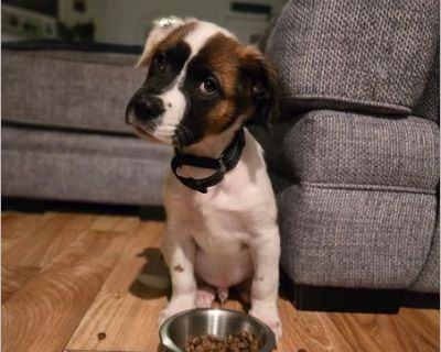 Hey guys, it's me - Albert! I'm 3 months old, about 13 lbs, and still figuring out this whole 'being adorable' thing (okay fine, I've got that part down). At first, I might act a little shy - I just like to make sure things are safe before I go full goofball mode. But once I do? Oh boy. I'm all about cuddles, toys, and running around with my doggie friends! I live with five other dogs right now...