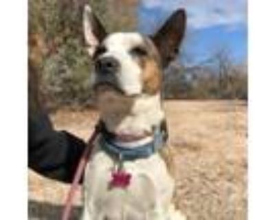 Adopt Brax a Mixed Breed, Cattle Dog