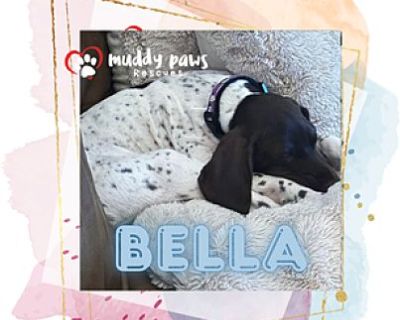 Bella (Courtesy Post) - German Shorthaired Pointer Female Puppy for Adoption