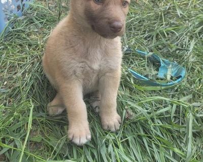 8 week old beautiful liver colored german shepherd mix puppy looking for forever