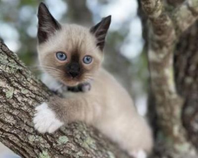 Household pet. Breeding allowed. Not registered. Each kitten will go home with a care kit that includes their current food, toys, treats, a collar, and their shot and deworming records to keep them happy and healthy!. Meet our adorable Snowshoe girl! She s been handled daily and is super sweet, playful, and affectionate. She s ready for her new home and will make a wonderful companion.