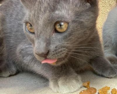 Meet Smokey, a Petstablished American Shorthair Cat