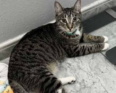 Valentina - Tabby Female Cat for Adoption