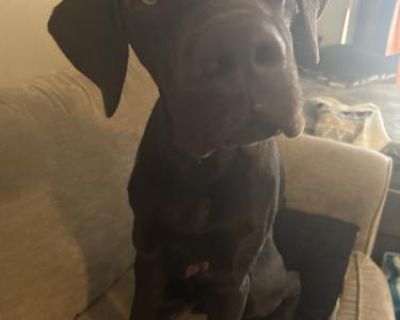 Chocolate - German Shorthaired Pointer/Labrador Retriever Mix Male Dog for Adoption