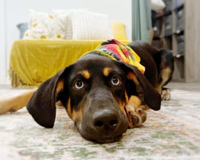 Mai Tai Poolside Lover Girl - Doberman Pinscher & Husky Mix Female Puppy for Adoption