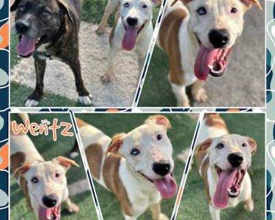Wentz - American Pit Bull Terrier/Mixed Breed (Medium) Mix Male Dog for Adoption