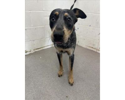 SAWYER - Australian Cattle Dog Male Dog for Adoption