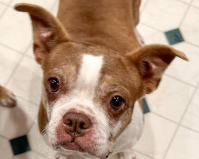 Clara is a rescued puppy mill mom that is enjoying her new life. She is quickly learning how to be an inside dog. She seems like a typical Boston Terrier and loves everyone she meets. She enjoys being with her people and will curl up on the couch at night. She initially ignored the other dogs in the house and didn t play with toys. However, as time goes on she has started to show some interest ...