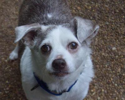 SKIPPY - Chihuahua/Beagle Mix Male Dog for Adoption