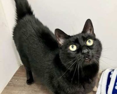 Alfredo - Domestic Shorthair Male Cat for Adoption