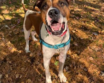 Adult. White. Say hello to Bubbles! Bubbles is a fun, playful pup who s always up for an adventure. He used to be named Barron, but we discovered that one of his favorite activities is popping bubbles! He walks great on a leash, rides beautifully in the car, and loves exploring the world around him he even enjoys splashing in the creek! Bubbles lives for his toys and especially loves carrying t...