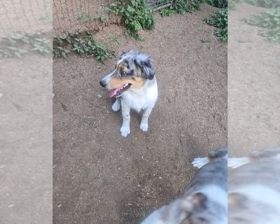 Litter of 7 - Australian Shepherd Male Puppy for Adoption