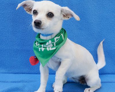 SMURFETTE - Chihuahua Mix Female Puppy for Adoption