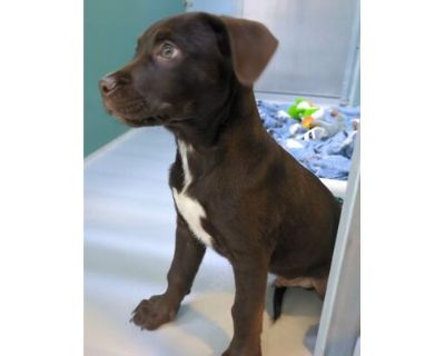 Coco Puffs 1324-24 - Labrador Retriever/Mixed Breed (Medium) Mix Male Puppy for Adoption