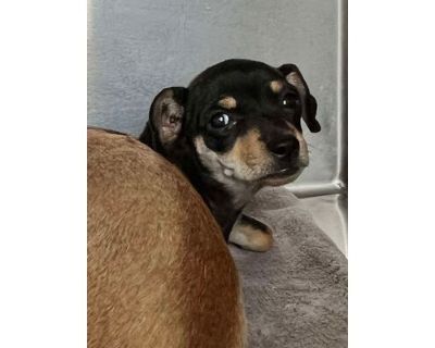 Merida - Chihuahua/Mixed Breed (Medium) Mix Female Puppy for Adoption