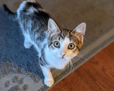 Bartholomew aka "Bart" - Domestic Short Hair & Tabby Mix Male Cat for Adoption